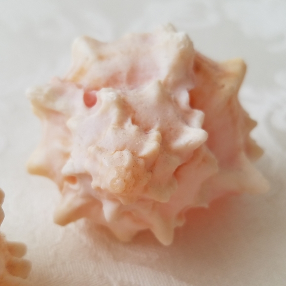 Natural Sea Shells - Picture 8 of 15